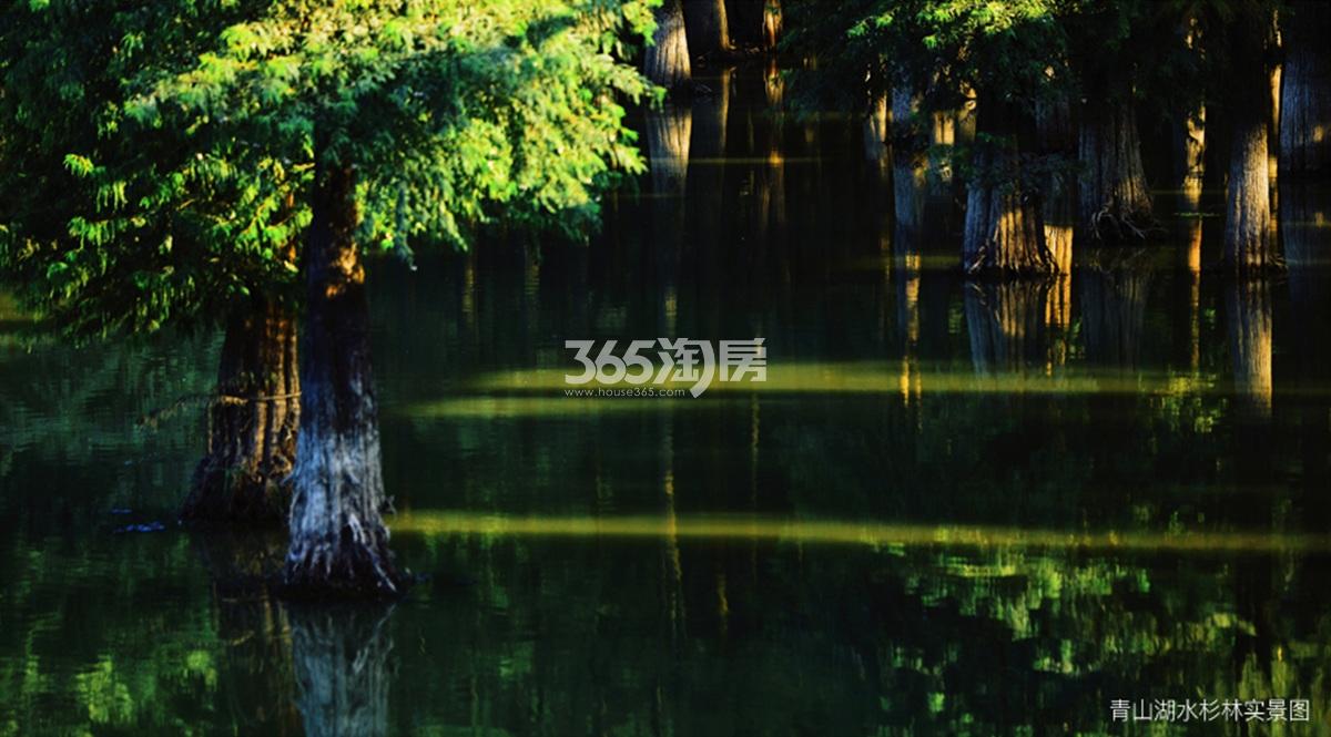 青山湖水杉林实景图