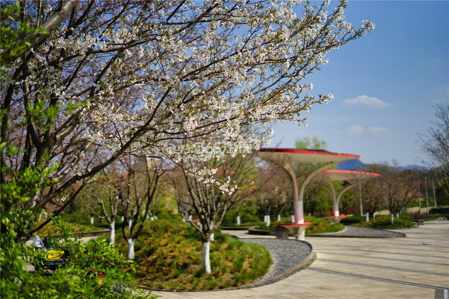 云安朴座配套——樱花广场